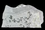 Bolaspidella & Elrathia Trilobite Cluster - Utah #105517-1